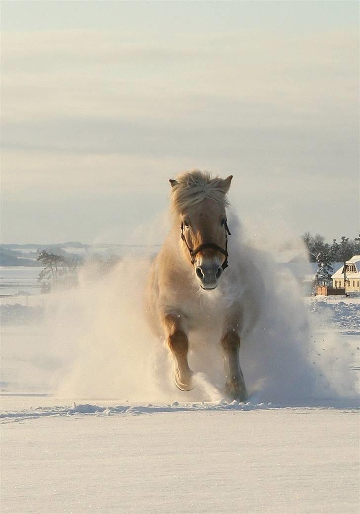 Fjordhest Glittra Gudenå - Glittra den 08.01.2010 En rigtig vinter hest. billede 15