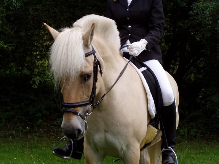 Fjordhest Glittra Gudenå - Glittra efter aktivitetsdag på Birken sommer 2006 billede 16