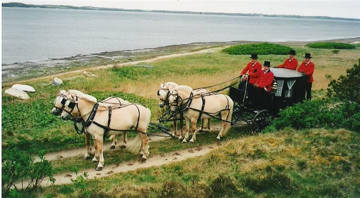 Fjordhest Glittra Gudenå - Glittra er med i firespandet. Hun står bagerst ud mod vandet 2002  billede 17