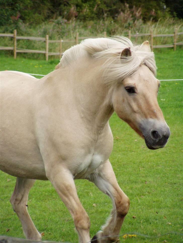 Fjordhest Glittra Gudenå - Glittra sommer 2006 billede 18