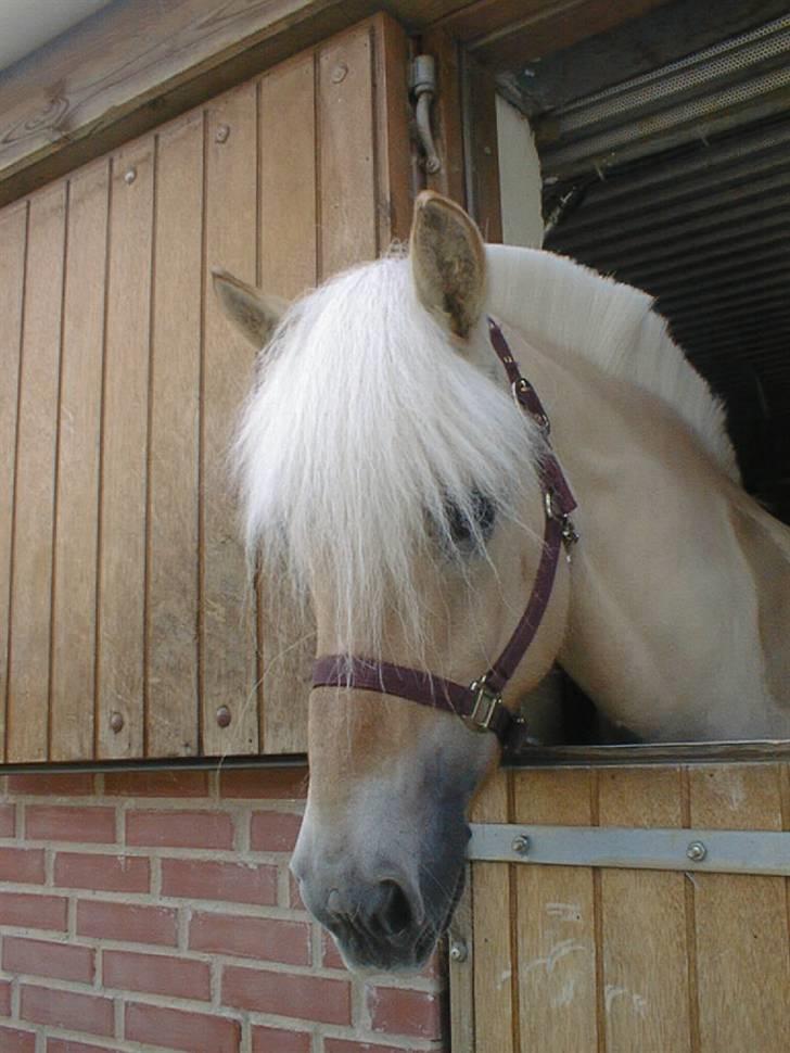 Fjordhest Glittra Gudenå - Glittra kigger ud af døren i elevstalden på Birken 2003 billede 19