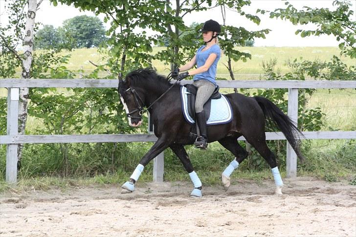 New Forest Igor | B-pony | Solgt - Træning juli 2010 - fuglebjerg ridecenter - foto: Laizza <3 billede 9