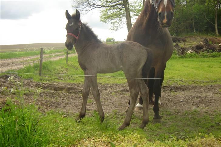 Anden særlig race Bacardi billede 10