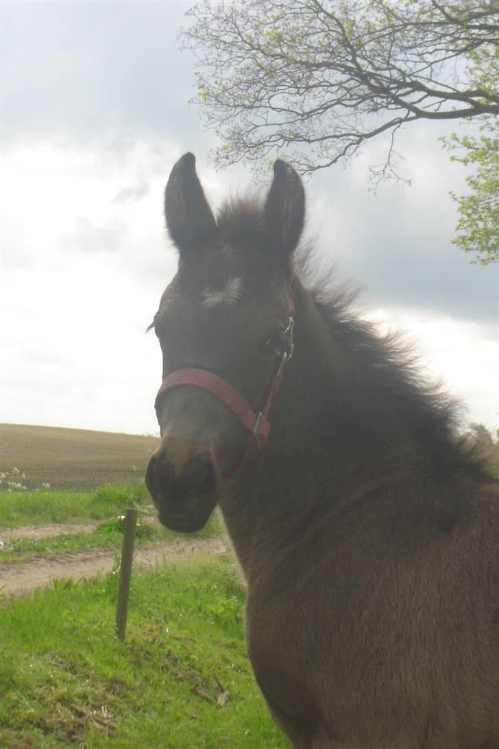 Anden særlig race Bacardi - se hvor fin jeg er billede 11