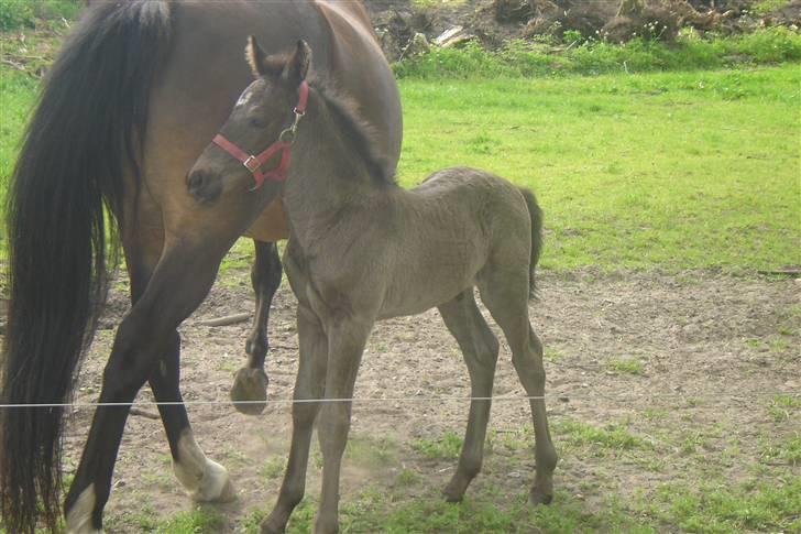 Anden særlig race Bacardi billede 12