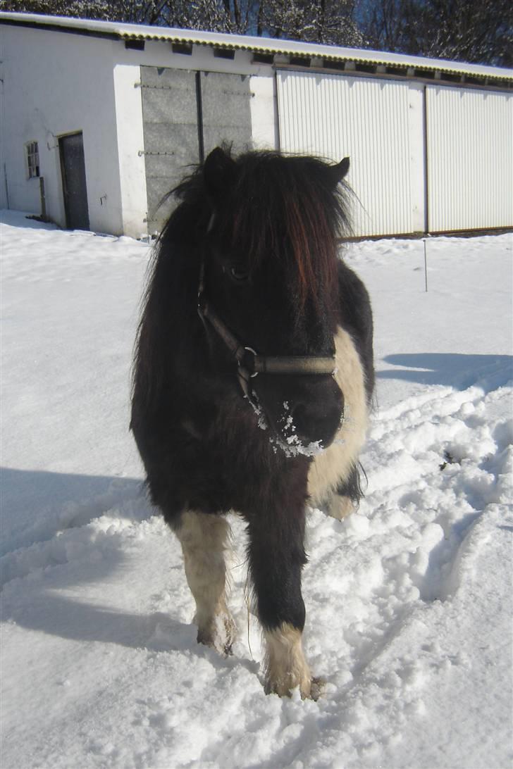 Anden særlig race Pinnochio   (Solgt) billede 9