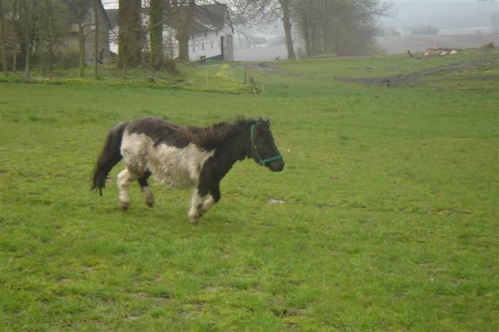 Anden særlig race Pinnochio   (Solgt) billede 10