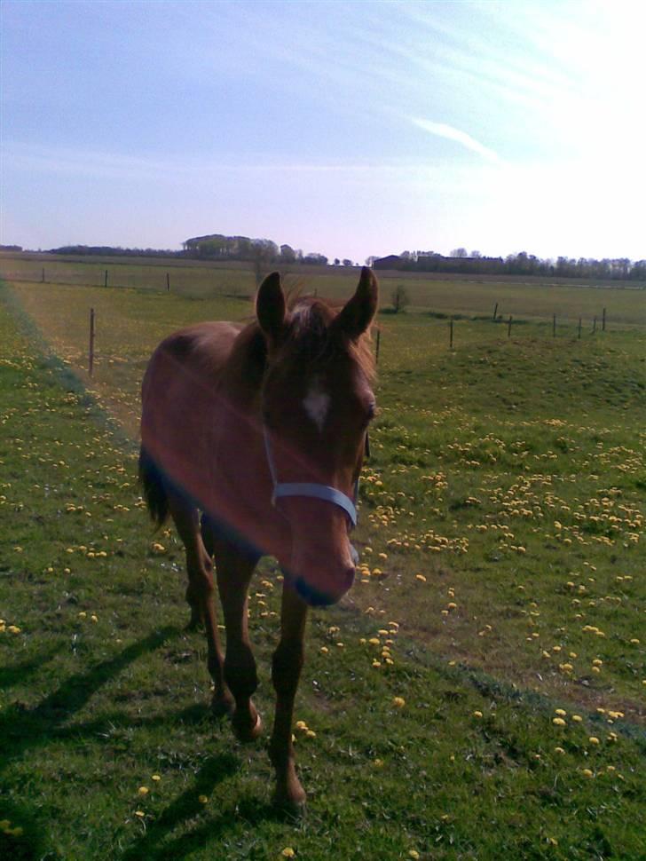Anden særlig race Zafir*Solgt* :'( - Zafir på vej hen til mig da han skulle ind..  billede 6