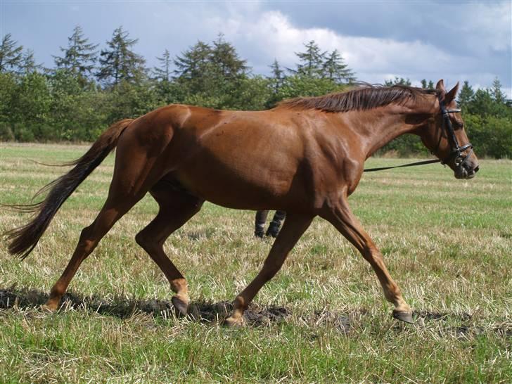 Anden særlig race Zafir*Solgt* :'( - NYT:) billede 7