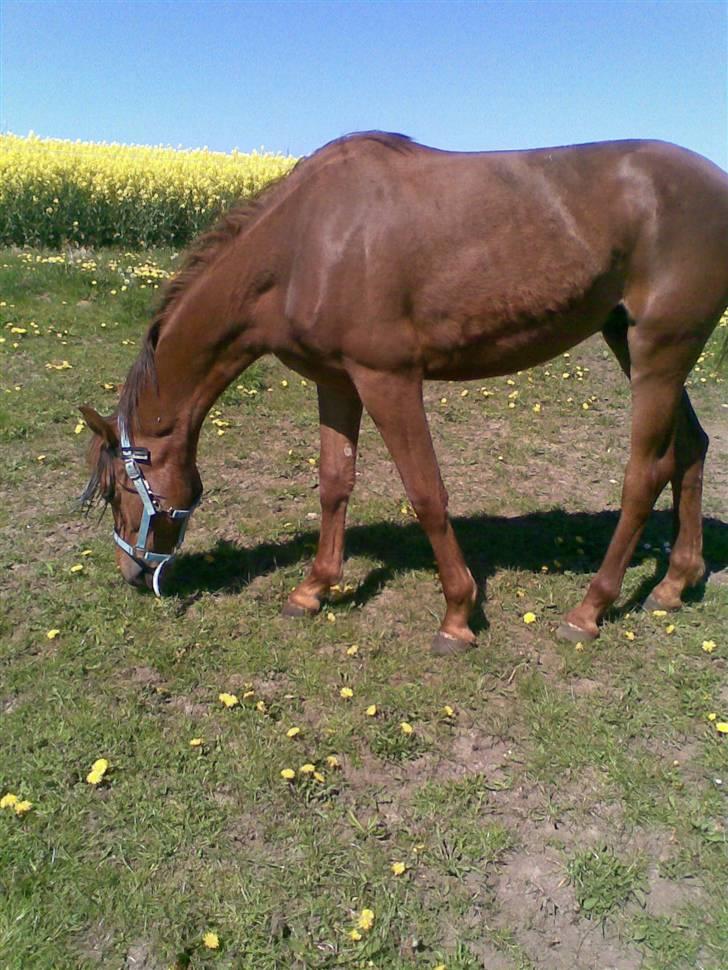 Anden særlig race Zafir*Solgt* :'( - Lille baby Zafir billede 8