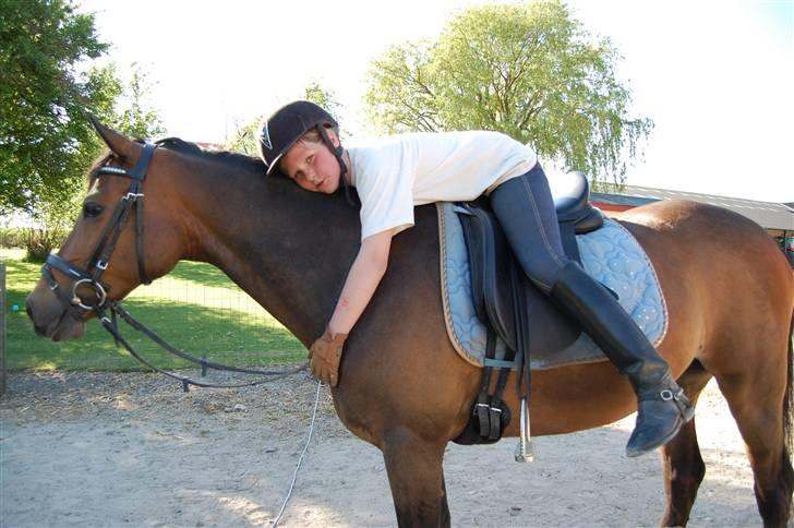 Tysk Sportspony Holsteins Toni (aflivet) - Kogt efter ridning! billede 9