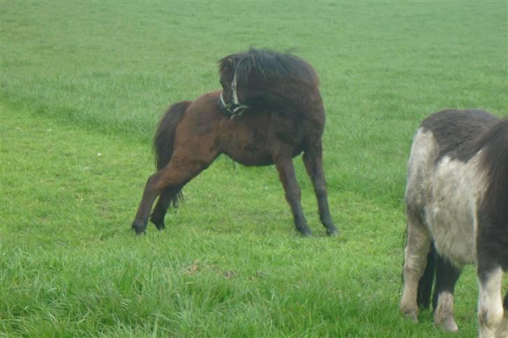 Anden særlig race Ariel (Solgt) billede 14