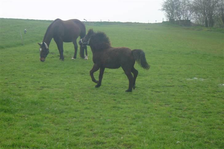 Anden særlig race Ariel (Solgt) billede 15
