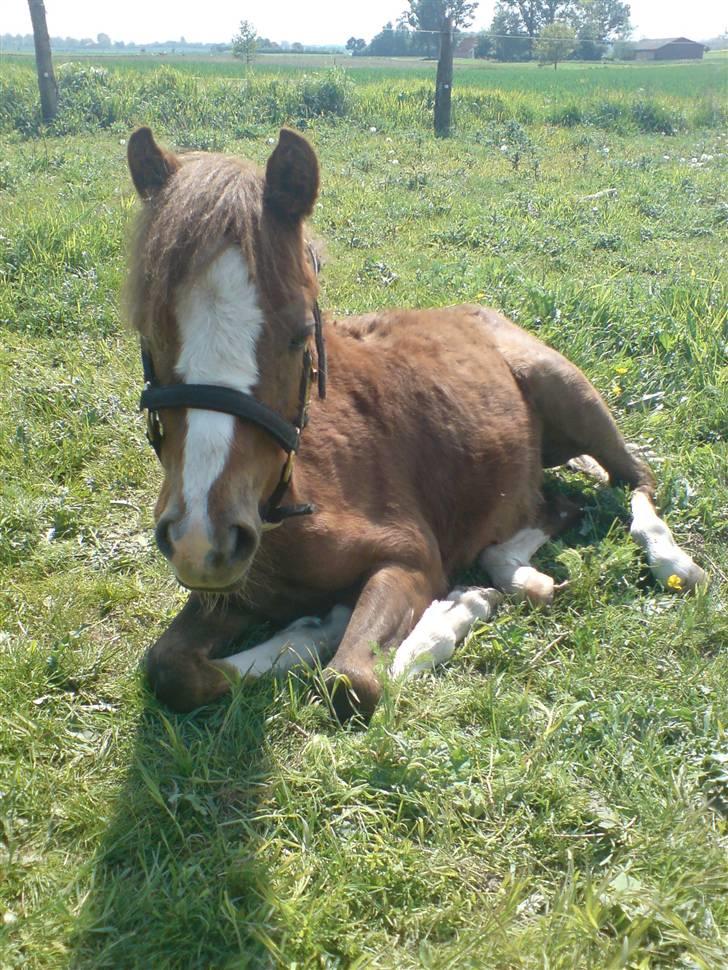 Welsh Pony (sec B) Maccoy, (Udlånt). Ejer: Annika Rosenqvist - Ligger lige og nyder solen ! billede 9