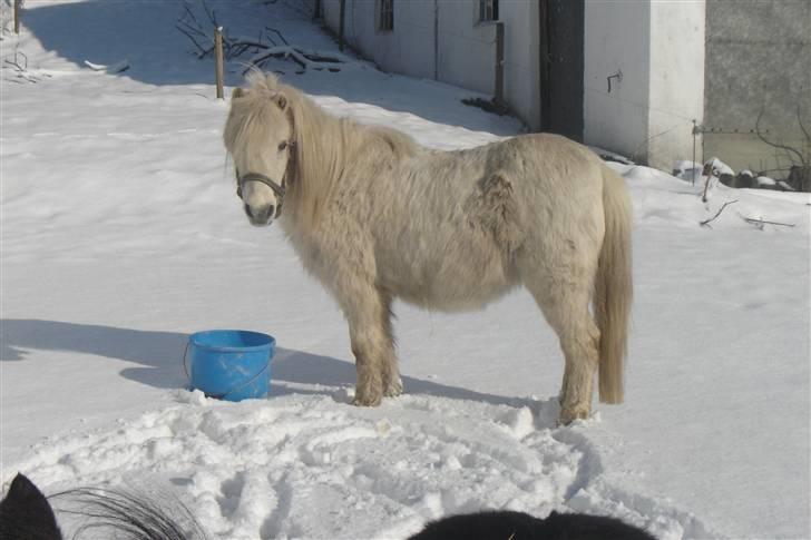 Anden særlig race Sasja R.I.P. billede 16