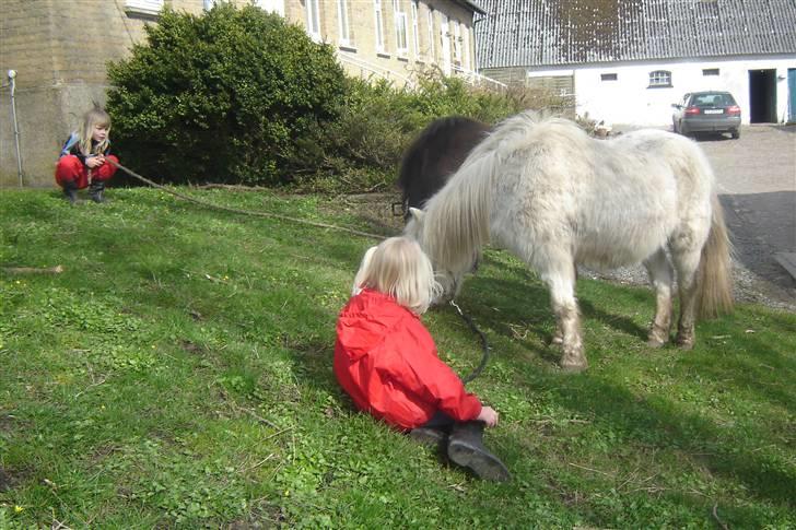 Anden særlig race Sasja R.I.P. billede 17