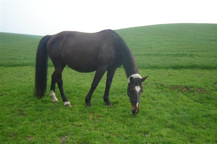 Anden særlig race unik billede 18