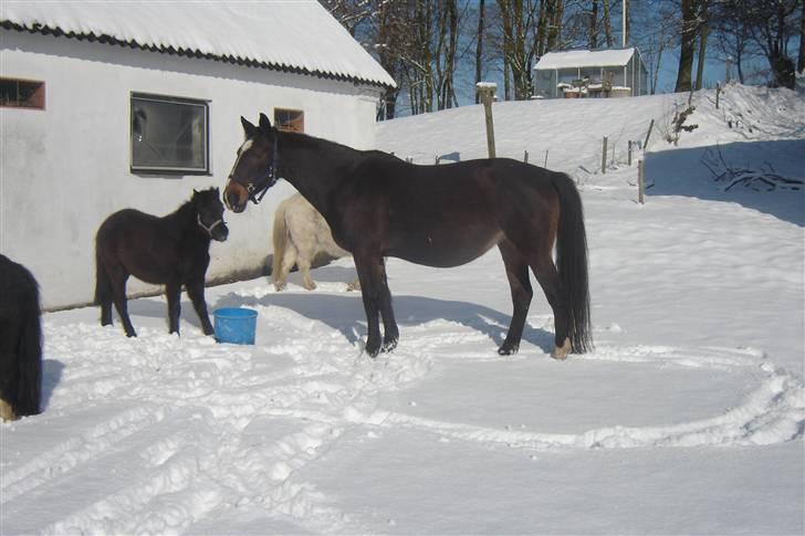 Anden særlig race unik billede 19