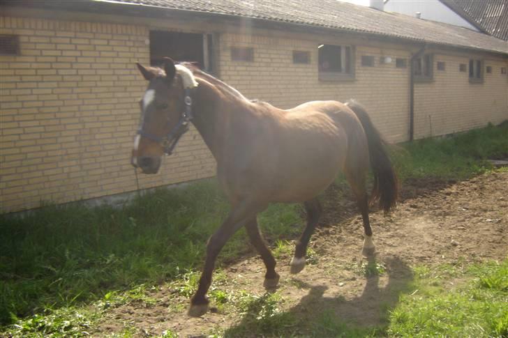 Anden særlig race unik billede 20