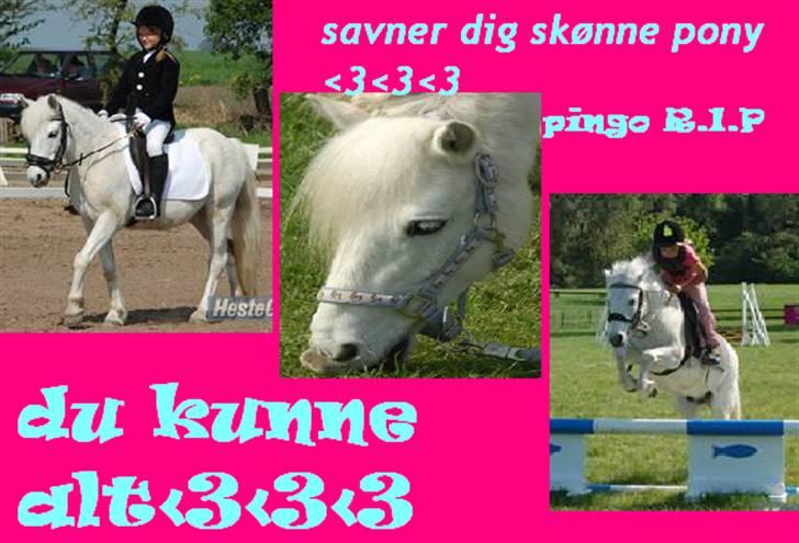 Welsh Pony (sec B) Pingo>R.I.P<savner dig † - savner ham billede 2