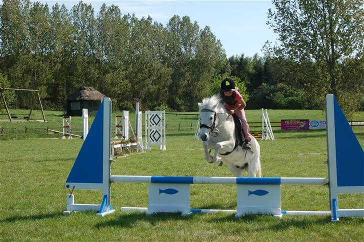 Welsh Pony (sec B) Pingo>R.I.P<savner dig † - Her springer vi fiskespring, som han tog perfekt.  foto:tror cille m. billede 3