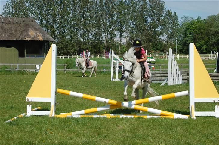 Welsh Pony (sec B) Pingo>R.I.P<savner dig † - Pingo starter vores spring træning med et fint lille krydsspring     foto:tror cille m. billede 4