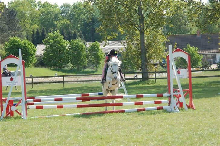 Welsh Pony (sec B) Pingo>R.I.P<savner dig † - Her springer vi lidt højere.jeg falder godt nok af men pyt foto:cille m billede 5