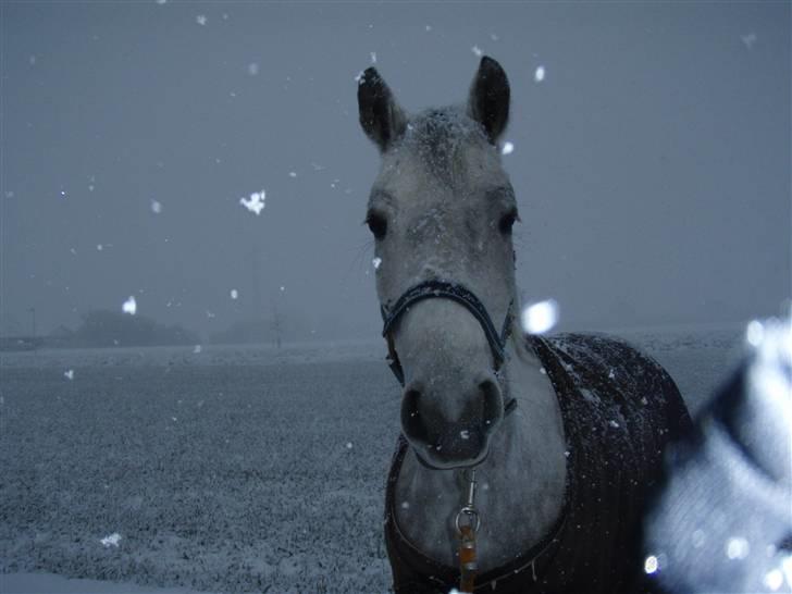 Anden særlig race Amigo(slogt d.7/5-10) - Det sner<3 billede 14