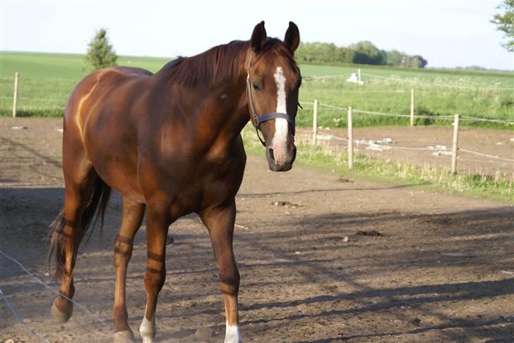 Hannoveraner hmm billede 1