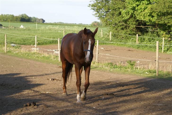 Hannoveraner hmm billede 2