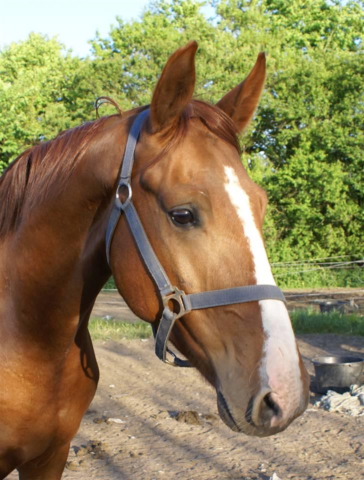 Hannoveraner hmm billede 3