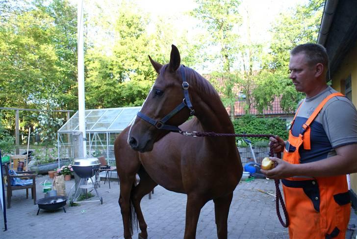 Hannoveraner hmm billede 4