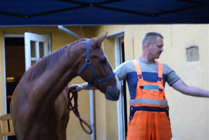 Hannoveraner hmm billede 5