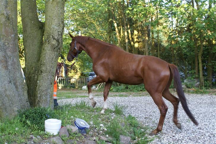 Hannoveraner hmm billede 6