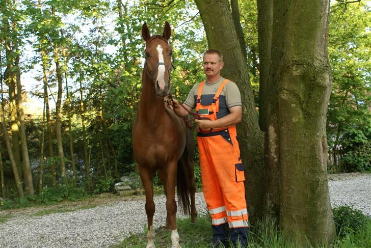 Hannoveraner hmm billede 7