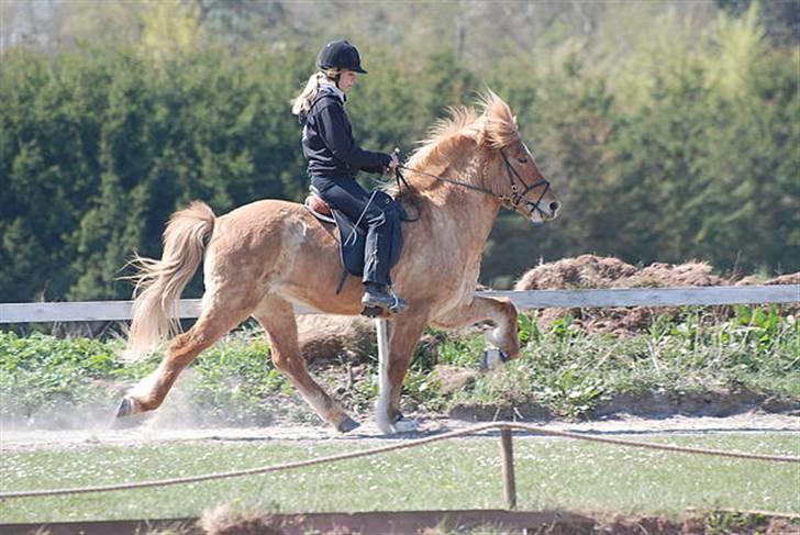 Islænder Adall fra Hofi  - Dyrdilmyris Klubstævne 2009, billedet er taget af Kim Belza! billede 17