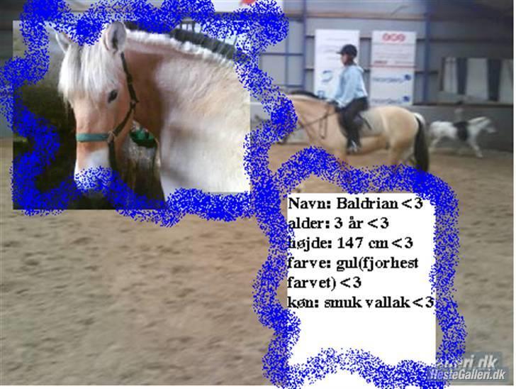 Fjordhest Baldrian<3 Solgt:/<3 - Et billede en eller anden har lavet. billede 13