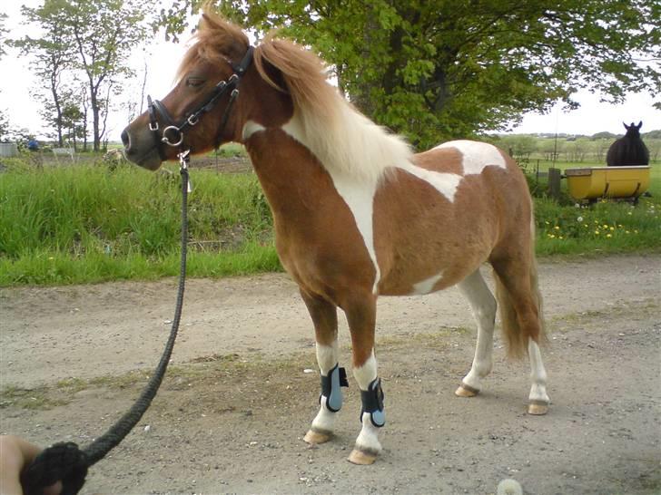 Shetlænder Hugo Boss*solgt* - stjerne ponyen (: billede 5