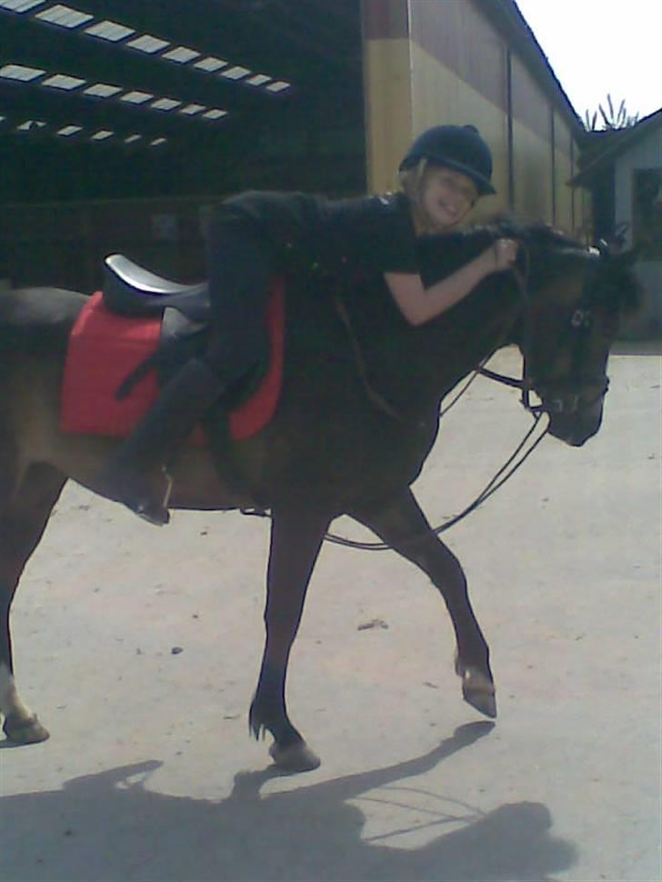Welsh Pony (sec B) Lyngvejens Flicka(solgt) - hehe på vej til undervisning billede 8