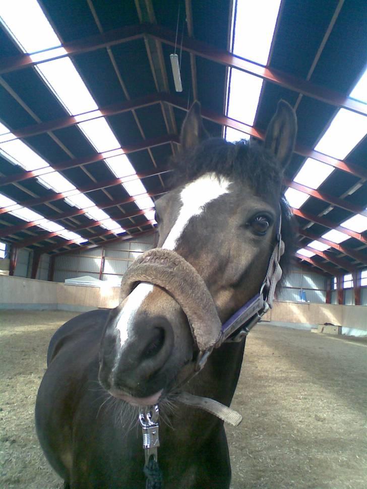 Welsh Pony (sec B) Lyngvejens Flicka(solgt) - smukke flicka billedet er taget på mobil totalt godt<33 billede 9