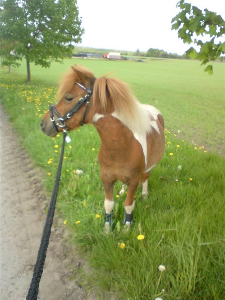 Shetlænder Hugo Boss*solgt* billede 6