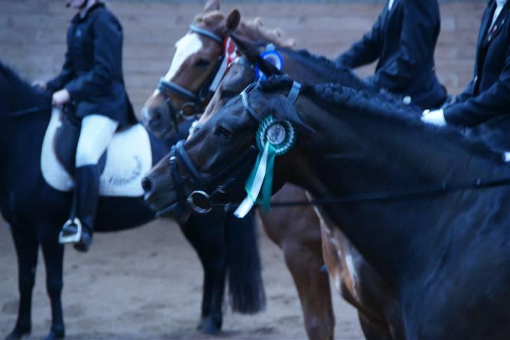 New Forest Hendrik <3 - hendrik til stævne i rosenholm billede 1
