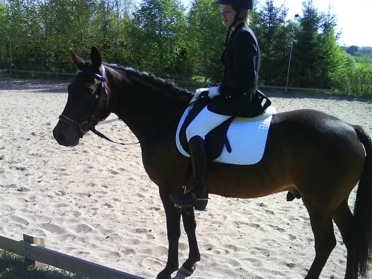 New Forest Hendrik <3 - dit første stævne: med en 3 plads billede 2