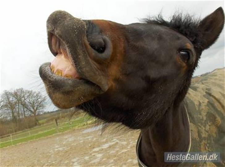 New Forest Hendrik <3 - haha du er sød.... det har den tidligere ejer taget billede 3