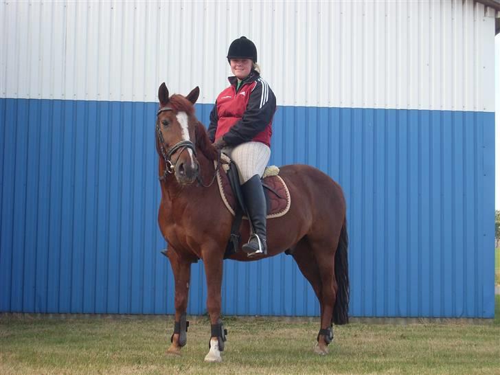 Anden særlig race Felex - Velkommen til Felex´ profil (:, forand ridehallen (: Fotograf: Rikke (: billede 1