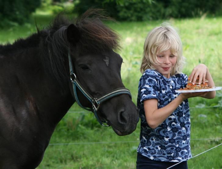 Islænder Fjöður fra Hvíteyrum - Fjeds fødselsdag :) billede 19