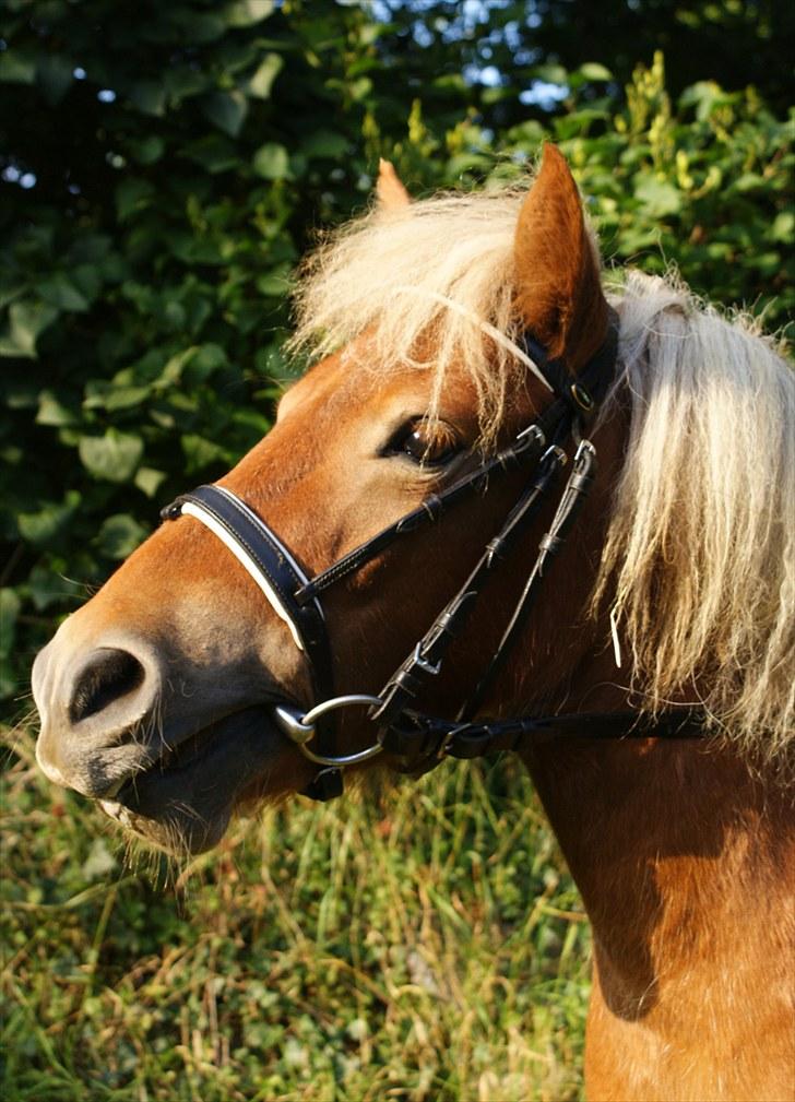 Shetlænder Papaya af Bjørholm - August 2010 - 3 år  billede 13