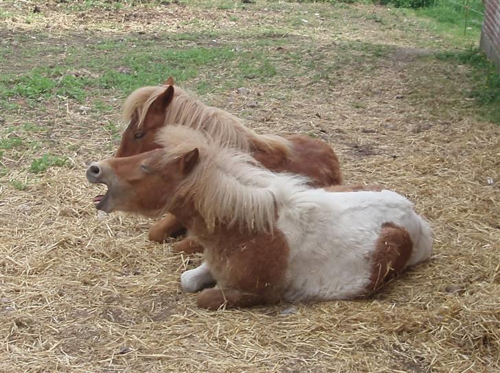 Shetlænder Papaya af Bjørholm - Gab, vi sover lige 1 time længere. billede 14