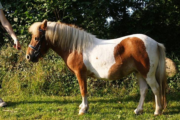 Shetlænder Papaya af Bjørholm - August 2010 - 3 år billede 15