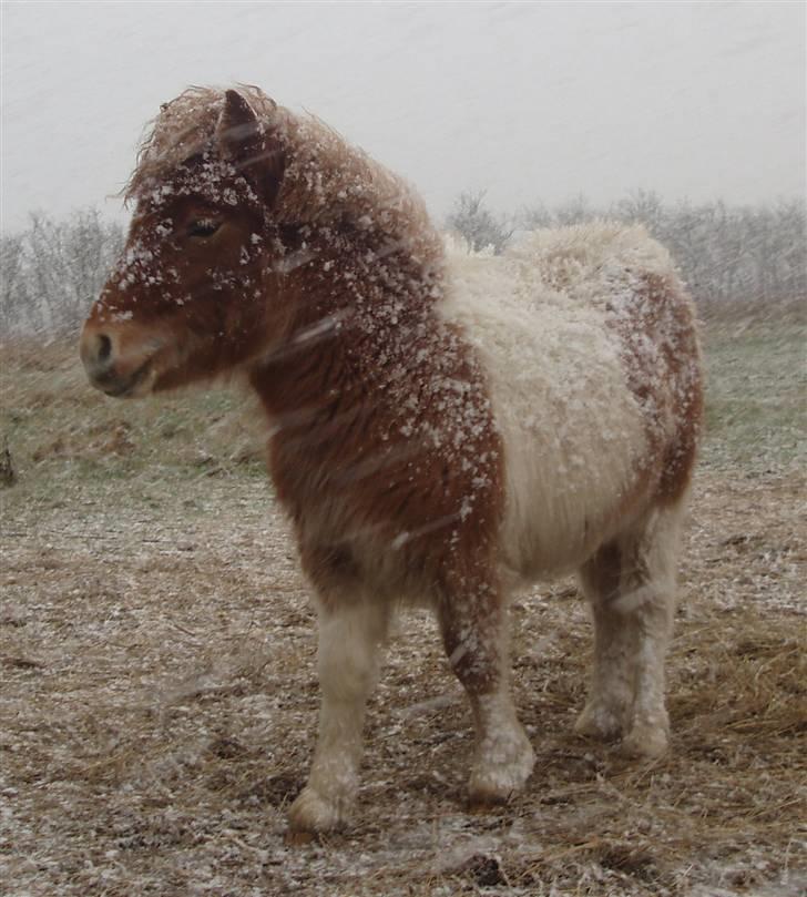Shetlænder Papaya af Bjørholm billede 16